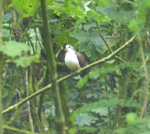 birds aves africa uganda bwindiimpenetrableforestnationalpark dove tambourinedove turturtympanistria