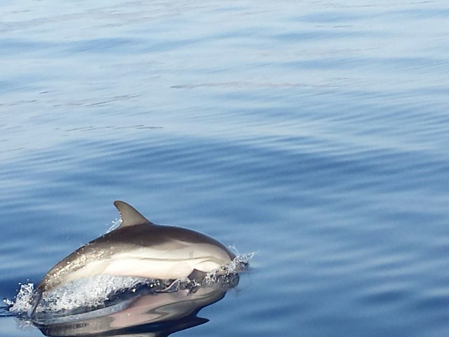 Delfini a Scario - Masseta - Golfo di Policastro