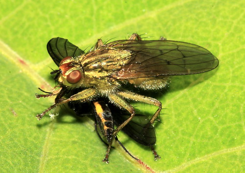 Dung Fly  3828