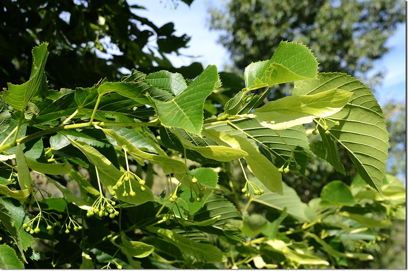 Linden tree, leaf & bract 3