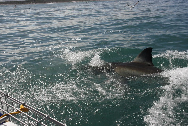 Hermanus: Tiburones y ballenas - Septiembre 2015 en Sudáfrica (5)