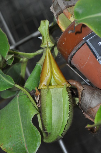 Nepenthes veitchii