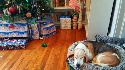 bassethound elvisthebassethound christmaspresents christmasmorning christmastree christmas2016 dog nap sleeping hushpuppy christmas pets