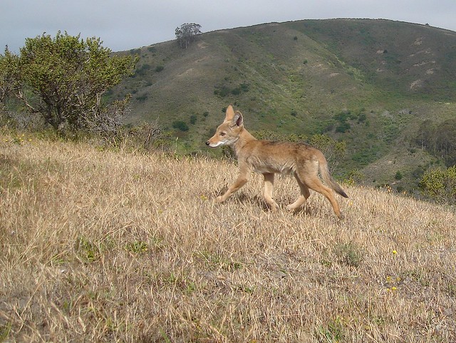 juvie coyote
