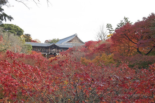 【写真】2014 紅葉 : 東福寺/2019-10-18/IMGP7510