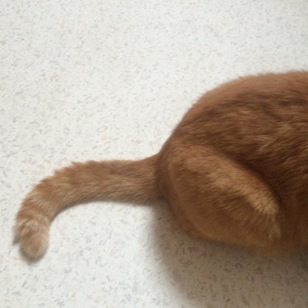 😎😎#Garfield #Kater #cat  #instacat #catstagram  #catlover #picoftheday #instapic