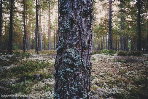 autumn trees light tree green fall nature colors forest se colours cross sweden symmetry sverige saverio södermanlandslän autellitano nordankärr