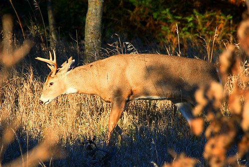 park county lake reis iowa deer larry buck meyer whitetailed winneshiek