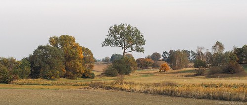 autumn trees light sunset panorama plants nature leaves colours afternoon widescreen branches natur wide olympus panoramic autumnleaves czechrepublic dreamy 2015 cze centralbohemianregion zalužany olympusepl7 epl7