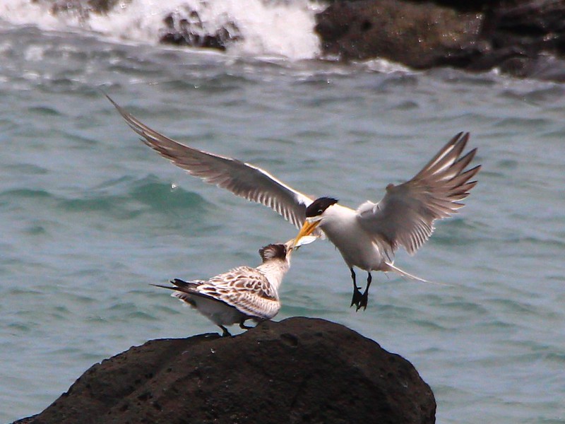 IMG_3141 鳳頭燕鷗 Greater Crested Tern