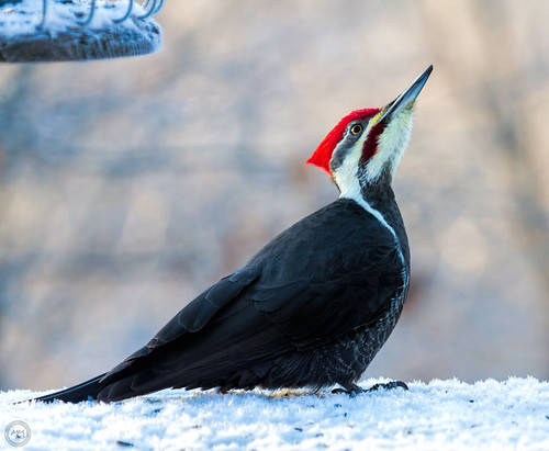 Pileated Woodpecker (Explored Dec 1, 2015 #211)