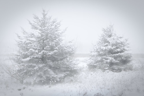 snow field heavysnow pines twinpines michigan winter invierno snowblind canoneos5dmarkiv ef24105mmf4lisusm nocolor
