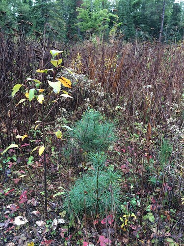 minnesota forestry seedlings whitepine regeneration silviculture pinusstrobus jimkelley shelterwood mndnr jimreaddy silvlib silviculturelibrary