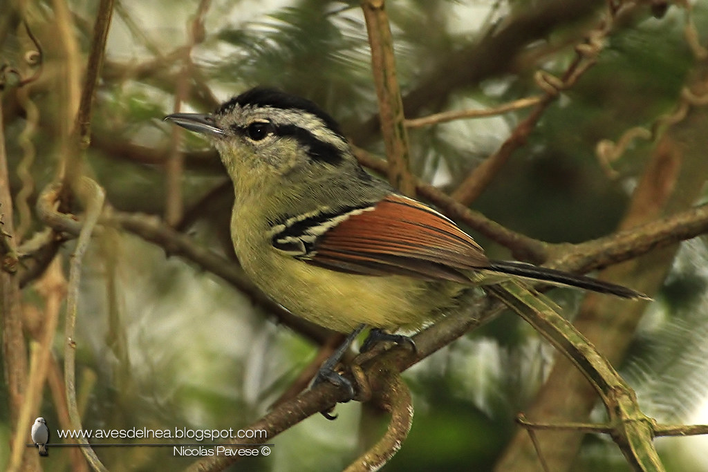 Tiluchi ala rojiza (Rufous-winged Antwren) Herpsilochmus rufimarginatus