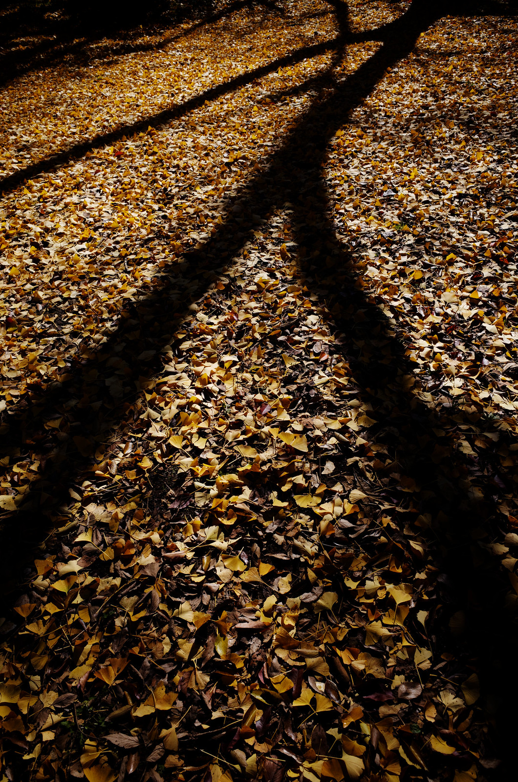 秋の影