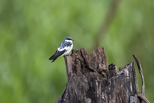 white winged swallow