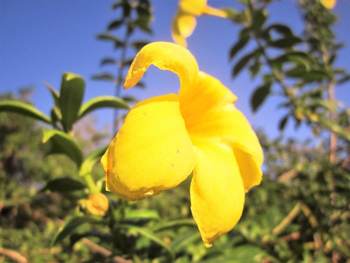 lagangilang abra cordillera flower nature plant region luzon philippines asia world