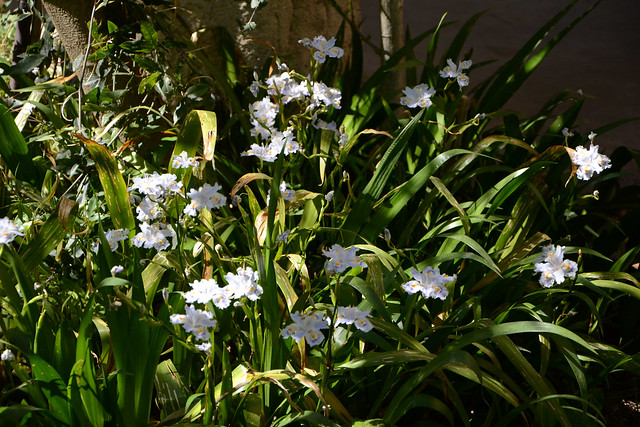 Iris japonica - iris du Japon 31578167443_8c830b1708_z