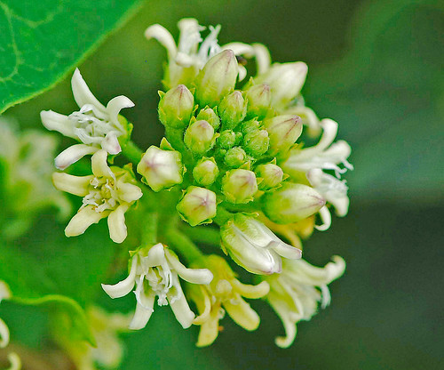 080722 2008 apocynaceae asterids bluevinemilkweed cynanchum cynanchumlaeve gentianales il jasperco newtonlake flower milkweed willdflower