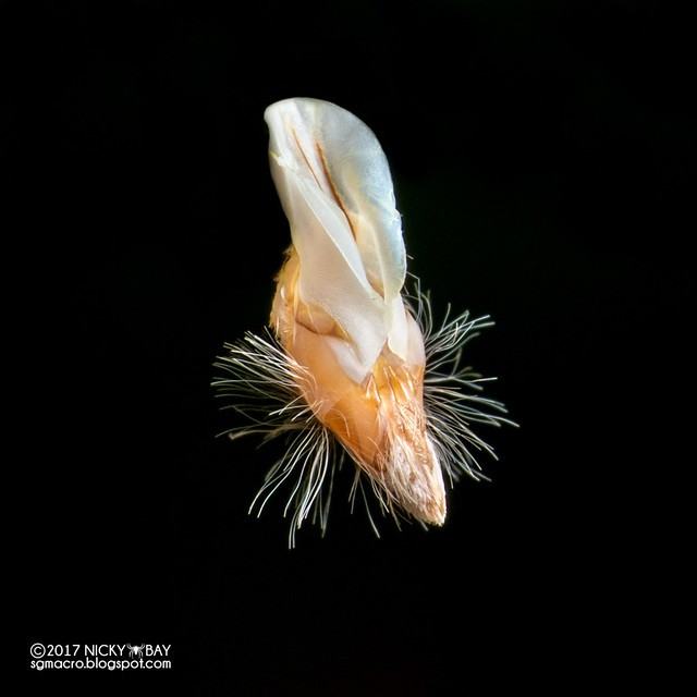 Flour moth's hair pencil (Pyralidae) - DSC_9974x
