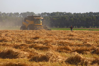 Swathing our last barley field.