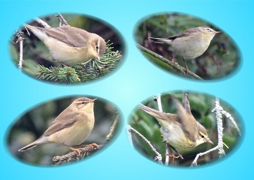 Chiffchaff ?