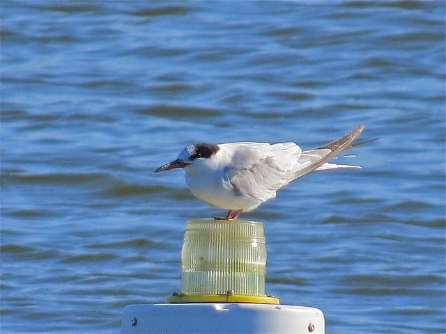 Common Tern at Lake Bloomington in McLean County, IL 20