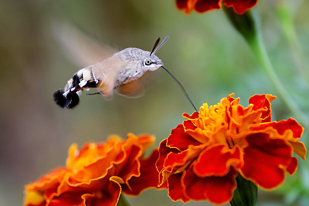 Hummingbird Hawk Moth's Feeding over the French Merigold