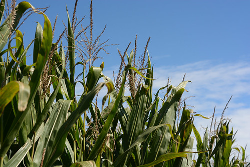 2015 Corn Maze