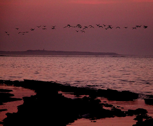 pink costa birds dawn alba rosa romance uccelli shore rosso far lontano migrazione