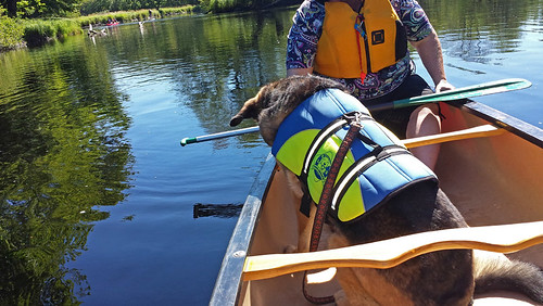 dog novascotia sam canoeing kejimkujiknationalpark