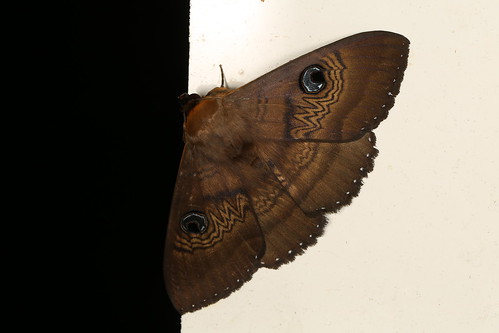 lepidoptera littledesert vic australia january 2017 erebidae catocalinae dasypodia selenophora