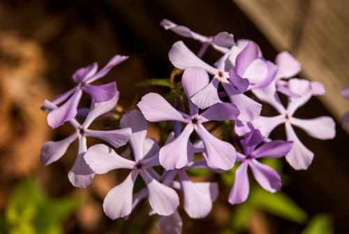 wildflower prairie purple charleston illinois unitedstates us