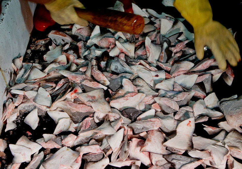 船上發現3袋共75公斤的鯊魚鰭。（圖片來源：台灣綠色和平組織）