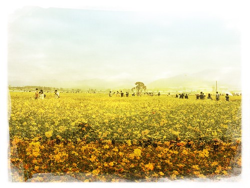 flowers fields taichung 新社 2015新社花海