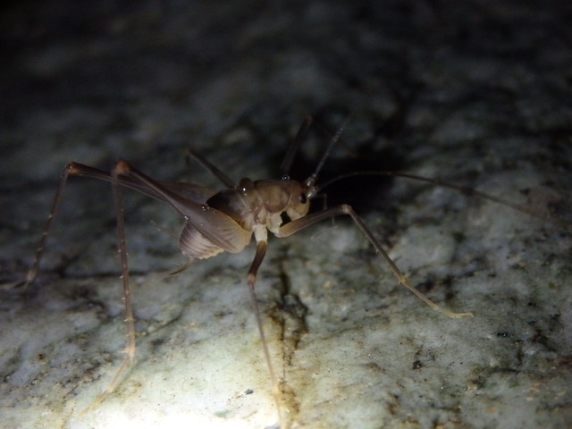 cave cricket linville gorge