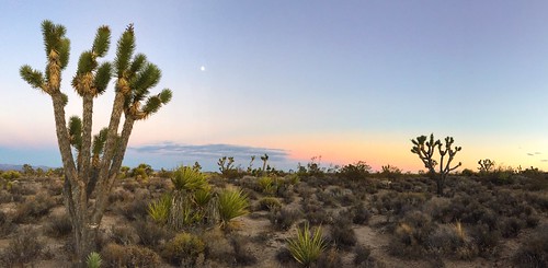 sunset summer moon landscape desert joshuatree august yucca iphone 2015 mojavenationalpreserve