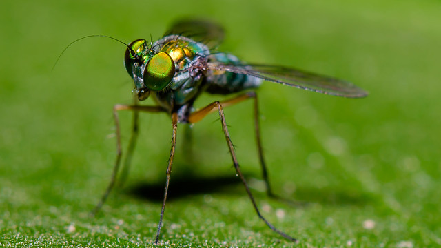 The green eyed fly :)