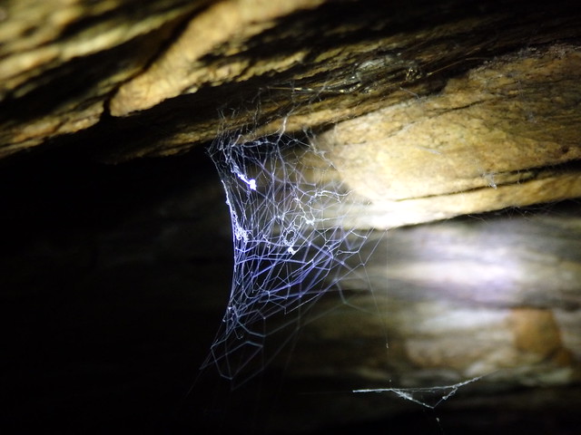 spider spiderweb cave linville gorge