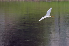 Flying Snowy Egret