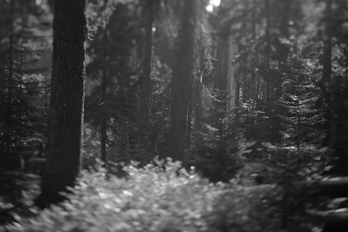 summer blur tree oregon forest bokeh fir tilt hemlock oldgrowth westernhemlock grandfir badgercreekwilderness fifteenmilecreek