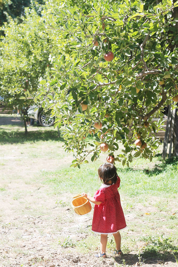 apple picking 2015