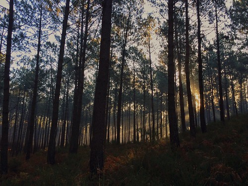 forest sunrise soleil pins forêt seignosse landes