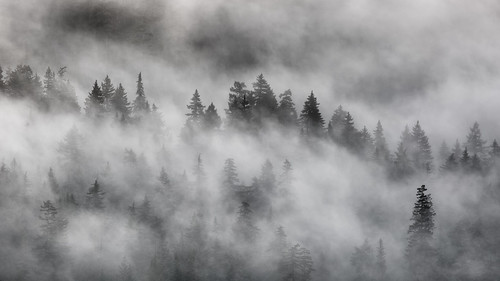 trees blackandwhite nature monochrome fog contrast foggy pacificnorthwest washingtonstate snoqualmiepass canonef100400mmf4556lisusm canoneos5dmarkiii johnwestrock