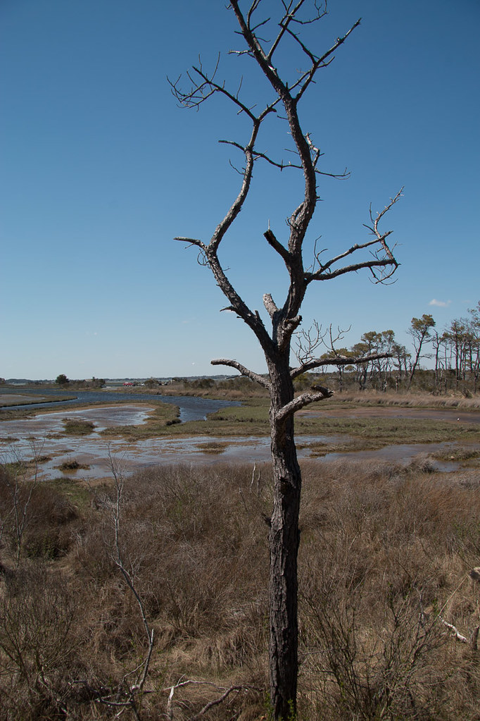 Life of the Forest Trail at Assateague National Seashore