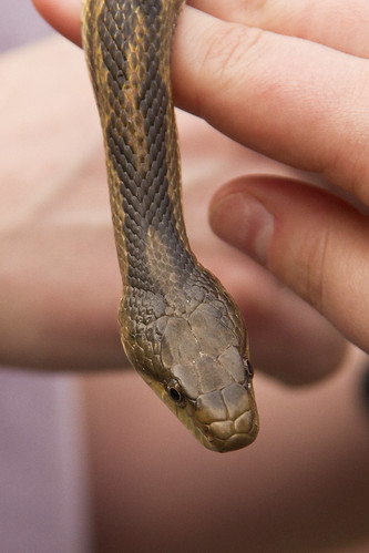 greenwoodcommunitypark reptiles snakes students