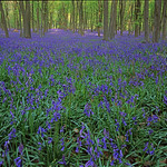 Micheldever bluebells May05
