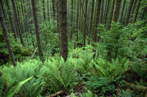 fern green forest washington hiking hike rattlesnakeledge swordfern northbend