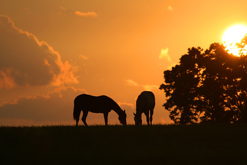 sunset horse silhouette gold