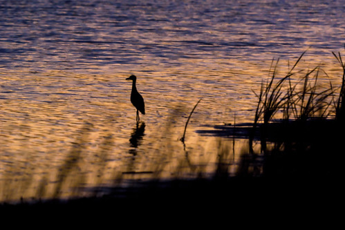 sunset bird nature dusk wildlife national kansas refuge quivira silohette